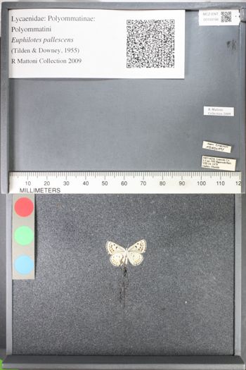 Media type: image;   Entomology 103156